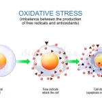 Radikalet e lira- Stresi oksidativ- Patologjitë onkologjike